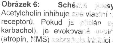 depolarizací nervového zakonče ní akčním potenciálem, otevřením napěťově říze ných vápníkových kanálů a vtokem vápníku, je způsobeno koordinovaným uvolněním ACh z mnoha synaptických váčků.