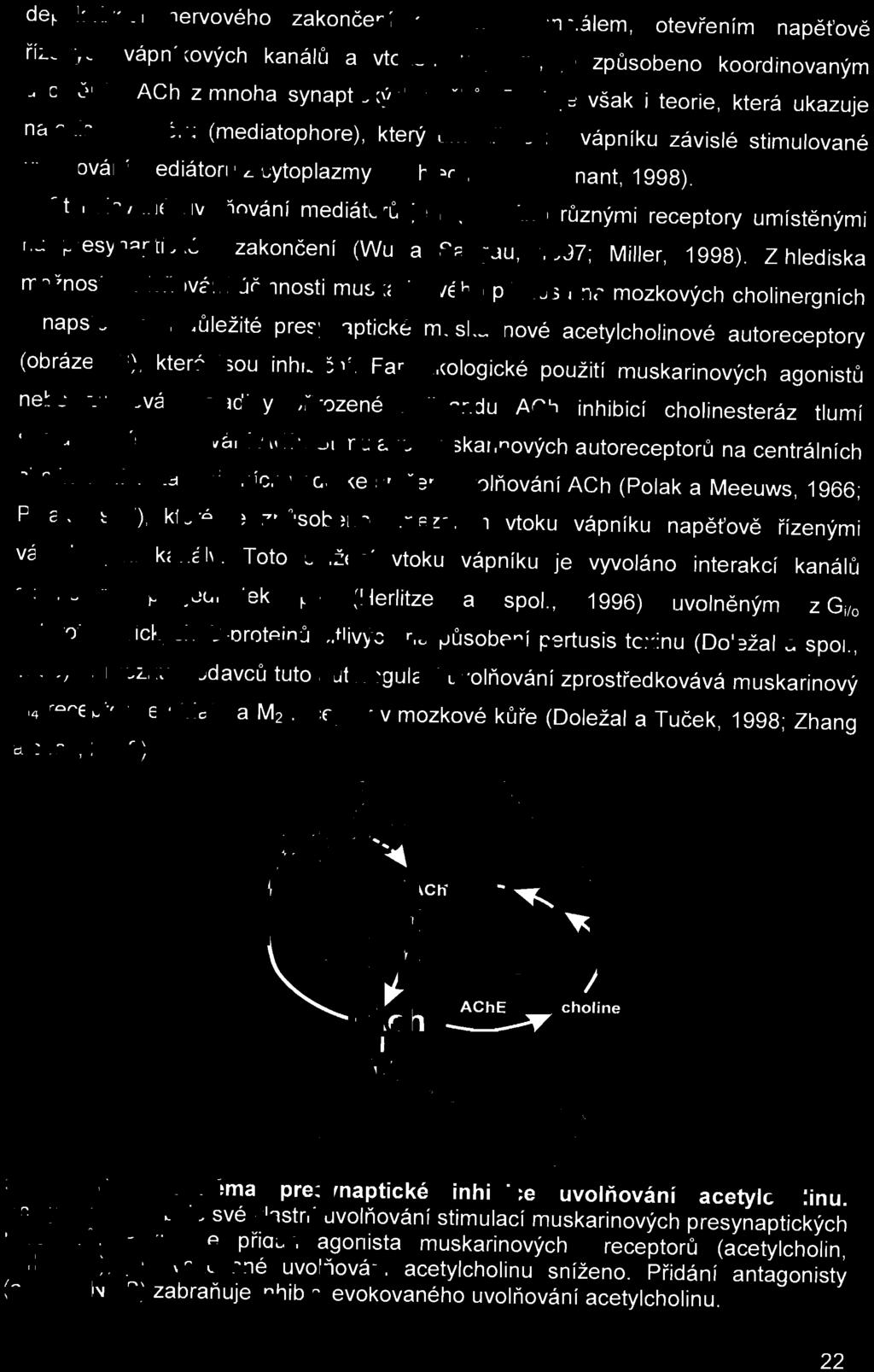 Stimulované u vol ň ování mediátorů je regulováno různými receptory umístěnými na presynaptickém zakončení (Wu a Saggau, 1997; Miller, 1998).