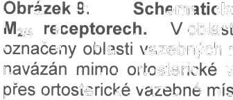 Xanomelin totiž představ uj e prototyp látky s dlouhodobým účinkem a mohl by sloužit