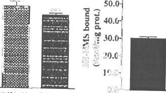 S ru m- eonta ining medium was re p la ced th e next day by defined growth medium w ith 2.5 glloo ml fany acid-free,erum Jl bum ln InsteJd of seru m (open columnsl.