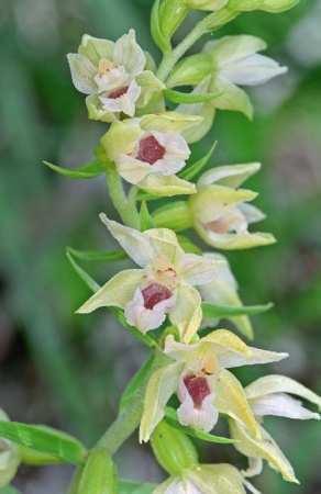 Zajímavější nálezy Vstavačovité: Cephalanthera longifolia 2931 ks (z toho cca 1/3 kvet.) http://orchideje.net Cephalanthera damasonium 293 ks (z toho více než 1/2 kvet.