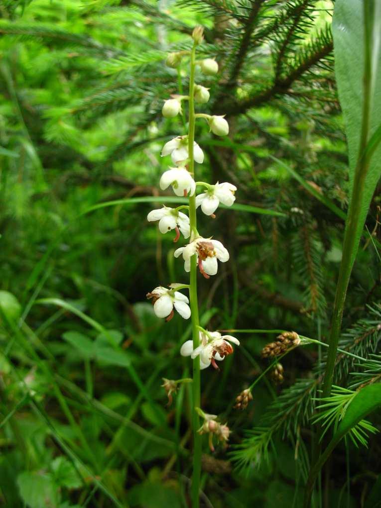 Lesní biotopy: Cerastium lucorum Monotropa hypopitys Orthilia secunda Pyrola rotundifolia Pyrus pyraster Stachys alpina Luční biotopy a pionýrská vegetace: Acinos arvensis Epilobium dodonaei