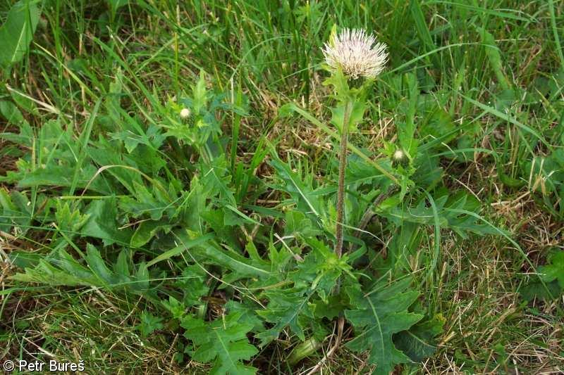 Cirsium suspiciosum = C. palustre C.