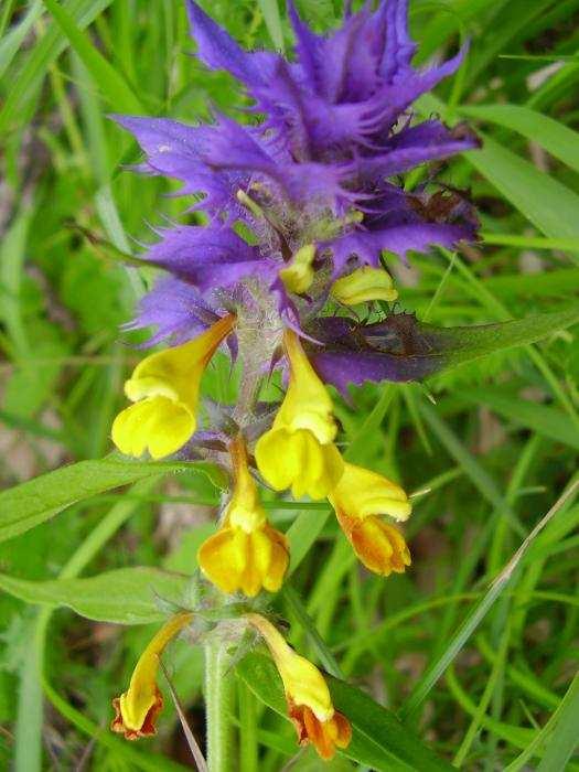 Vybrané zajímavé nálezy z dalších území Ochranné pásmo PP Prlov III: V. Dvořák, www.biolib.cz Veronica vindobonensis Cirsium eriophorum 150-200 ex. Melampyrum nemorosum var.