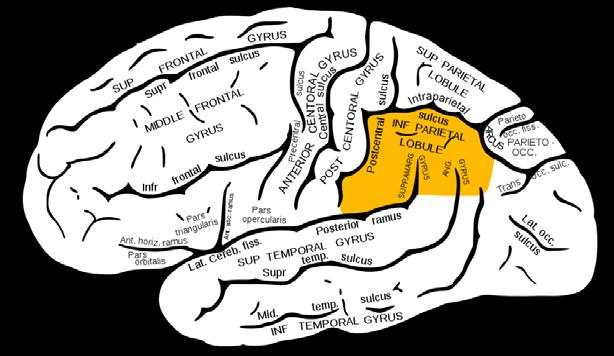 IPL jako neurální substrát metaawareness Experimentální studie First-order consciousness of the intention to move is associated with an activation of the (pre-)sma and the posterior parietal cortex