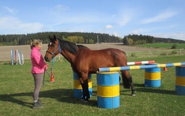 23.10.2017 bylo odzkoušeno celkem 194 koní. K 11. 11. 2017 aktivně pracovalo v hiporehabilitaci 172 koní.