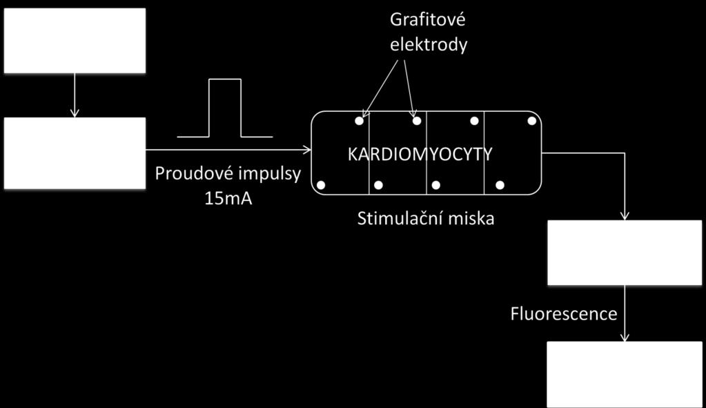 4.3 Návrh elektrostimulační metody Jak bylo uvedeno v předchozí části, degradace pohybového aparátu je jedna z prvních změn, ke které dochází.