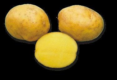 2 Minulost a současnost šlechtění bramboru v České republice Čeští šlechtitelé bramboru se představují 3 K dispozici jsou odrůdy s různou délkou vegetační doby (velmi rané, rané, polorané, polopozdní
