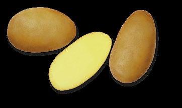 bramborami a v neposlední řadě poradenstvím pro pěstitele a uživatele brambor. ADÉLA A ALICE Raná konzumní odrůda. Hlízy jsou oválné se sytě žlutou dužninou.