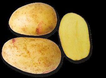 12 Čeští šlechtitelé bramboru se představují Čeští šlechtitelé bramboru se představují 13 Výzkumný ústav bramborářský