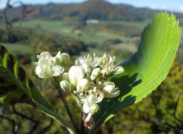 Rod Sorbus Rod Sorbus Zařazení do systému Rod Sorbus L. je řazen do čeledi Rosaceae, podčeledi Maloideae.