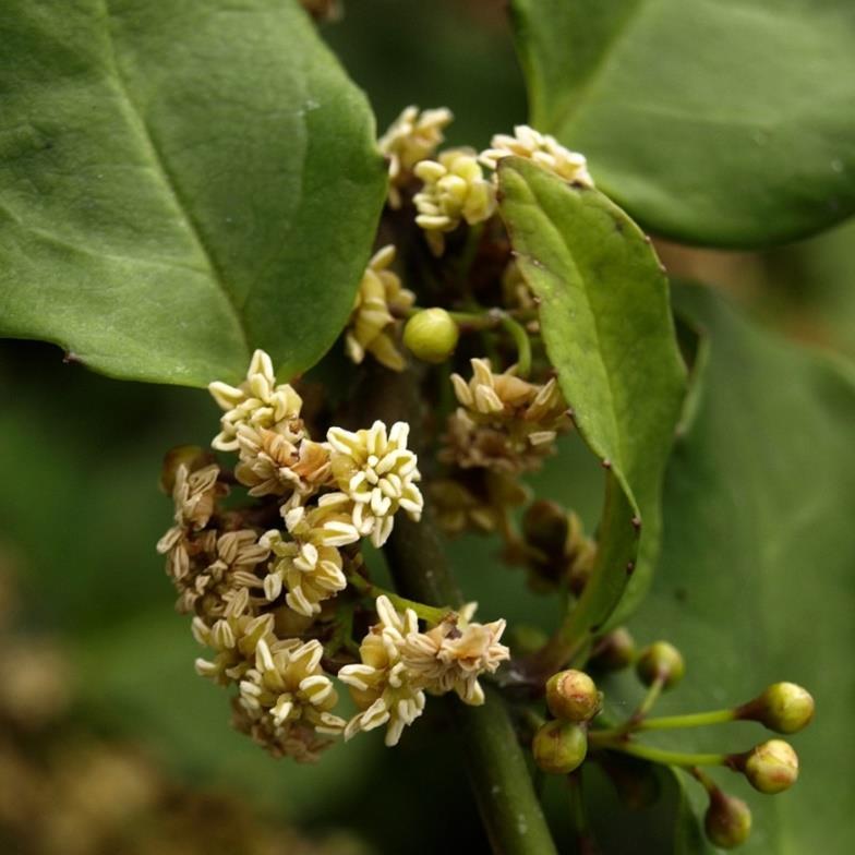 Polyploidizace Polyploidizace Obecně Situaci, kdy se nachází v somatických buňkách 3 a více znásobená chromozomová sada, nazýváme polyploidií.