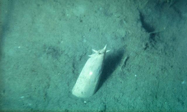 Bdellostoma (80 cm) Příjem potravy