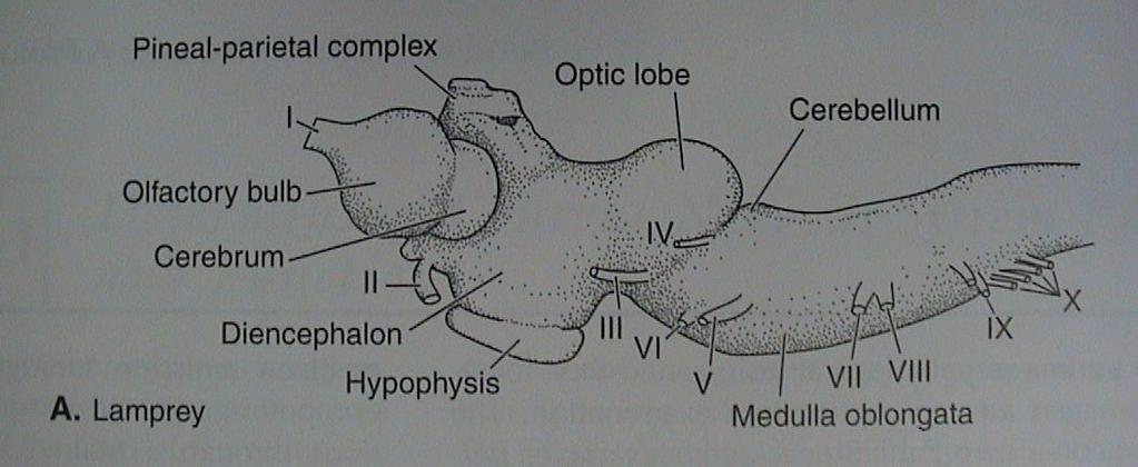 tegmentum), velký diencephalon