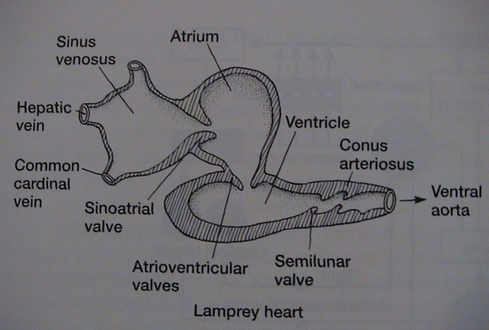 venosus, atrium, ventriculus, conus