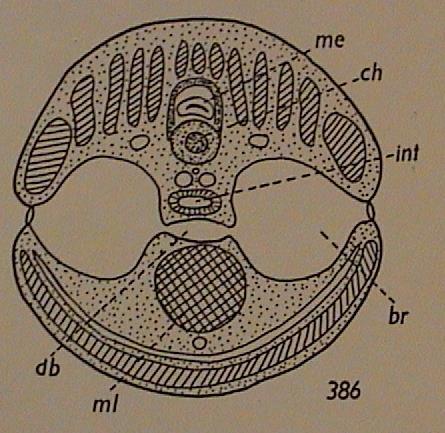 U mihulí je dýchací část hltanu se 7 páry vnitřních žaberních skulin oddělena
