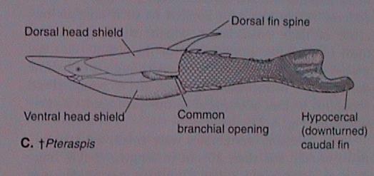 Arandaspida Anatolepis - kambrium