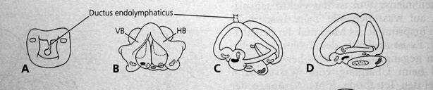 Evidencefromcyclostomesfor complexregionalizafonofthe ancestralvertebratebrain, Nature2016).DOI:10.