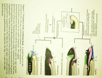 Oisietal.2013: Sliznatkyamihule:Přes odlišnosfautapomorfie), základníkroky embryogeneseshodné!robustnípodpora hypotézy CyclostomataMyxini +PetromyzonFformes)vs.