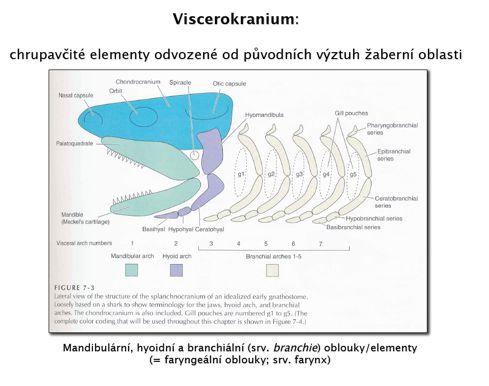 čelis0'vznikají' přeměnou'prvního'