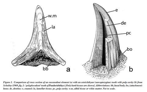 Conodonta