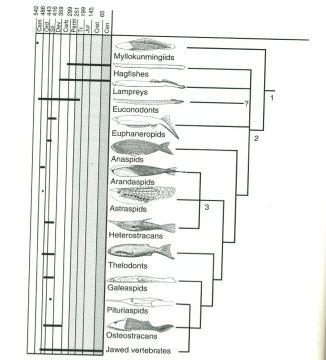 ) Ostracodermi [Cephalaspida Monorhina ): OsteostraciSil[Dev.