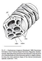 2007 Euphanerops: Mikrostruktura