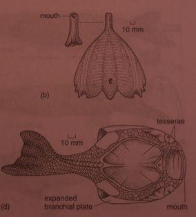 Amphiaspidae: sr st hlavových desek,