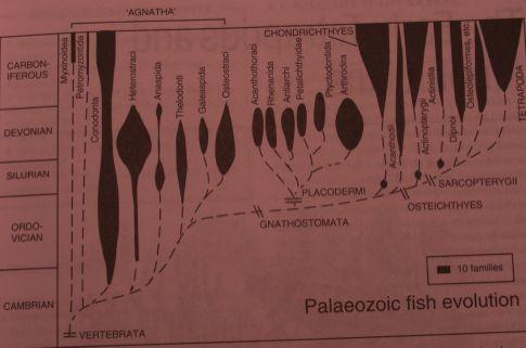 diversifikace Ostracodermiv mělkovodníchmořích