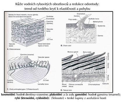 Dalšívývoj: Kompletní'redukce'dermálního'skeletu Specialisaceodontodovédynamikynaprodukcizubu