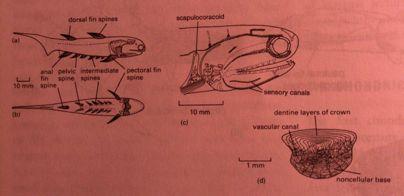 deriváty uosteichthyes Gnathostomata základní divergence Čelistnatcibezdermálníhoskeletuibez endochondrálníkosf,majíplakoidníšupiny,