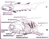 jinéhotypu,ústavterminálníposicidermální kosfčelisz)[osteognathostomata 'Ryby'Osteichtyes):AcFnopterygii, Sarcopterygiivč.