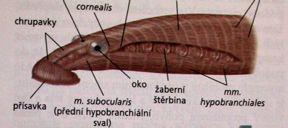 ploténkaparachordalia,trabeculae)[uprostřed otvorhypofysa),capsulaaudifva,olfactoria,podoční