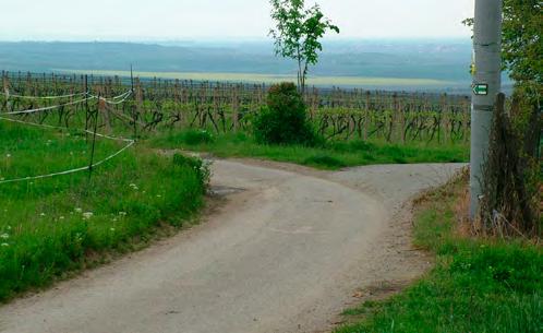 (Příjezd, spíše ale je z Pavlovic ulicí Zelnice a potom modrohorskou vinařskou stezkou.