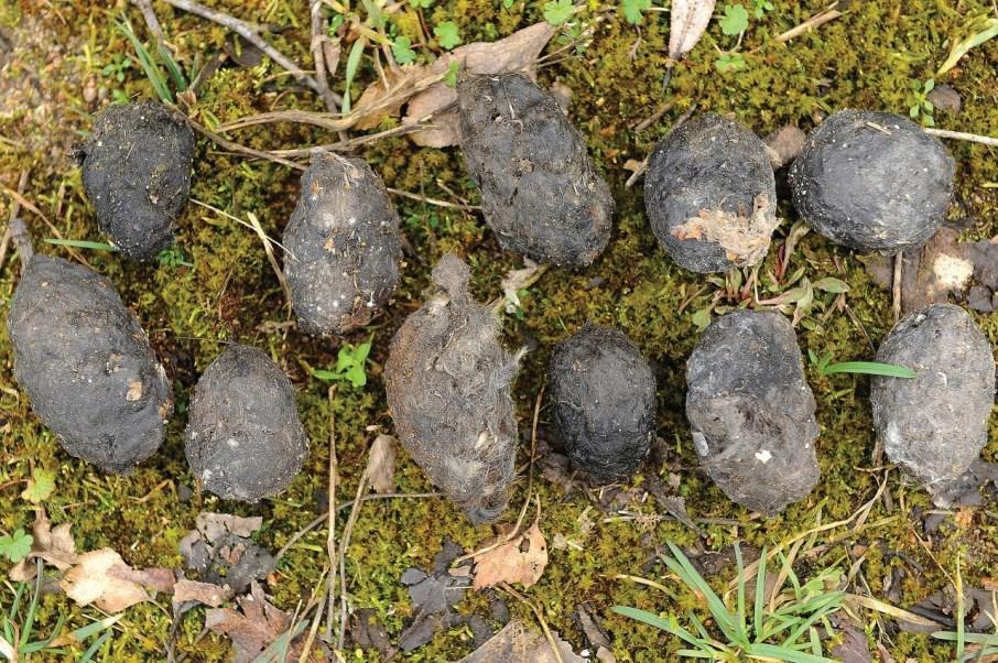 Snadno se o tom sami přesvědčíme, pokud na jaře zemědělskou krajinu s menšími poli oddělenými remízky navštívíme.