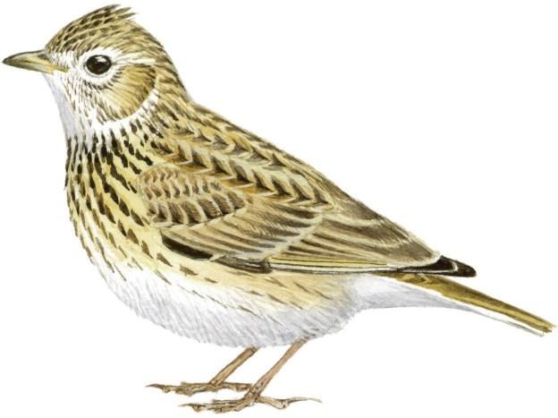 Ptáci zemědělské krajiny patří v současné době mezi nejohroženější skupinu ptáků v celé Evropské unii. Velké množství druhů vázaných na zemědělství zaznamenalo prokazatelný pokles početnosti.