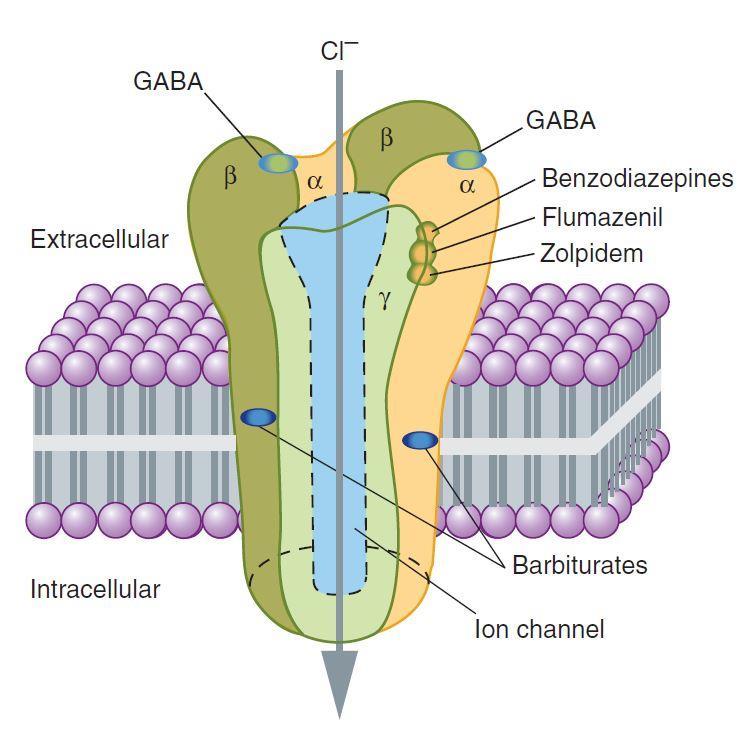 hypnosedativa, anxiolytika MÚ: vazba na komplex receptoru pro GABA benzodiazepiny GABA = hlavní inhibiční NT v CNS