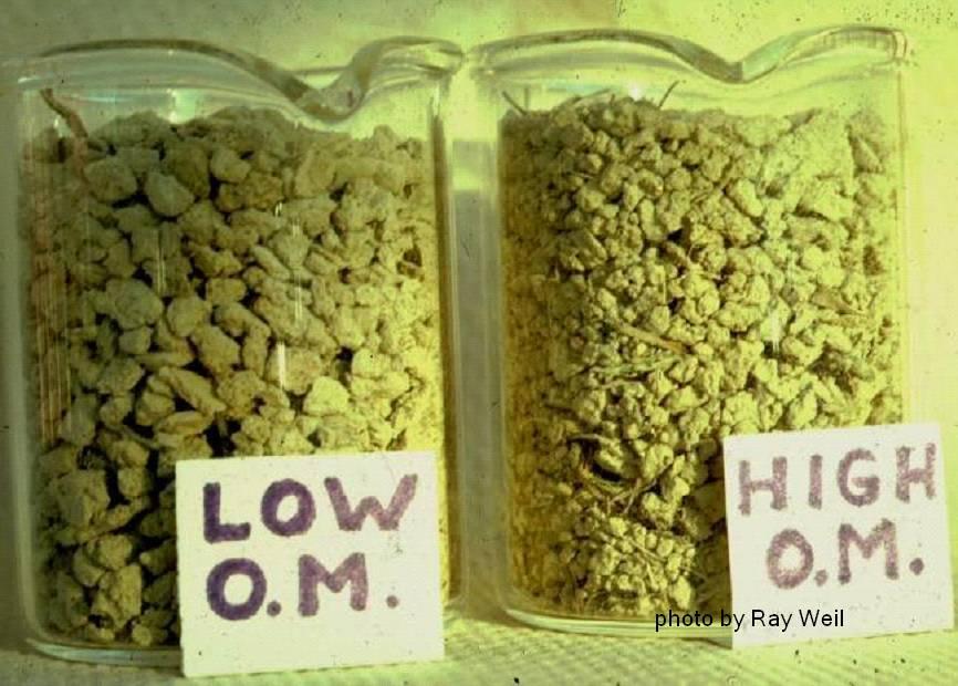 Obr. 3. Změny v obsahu půdní organické hmoty jsou patrné již na první pohled (Obr. 3c) světlá zemina (vždy vlevo) 2 % humusu, tmavá zemina (vždy vpravo) 4 % humusu.