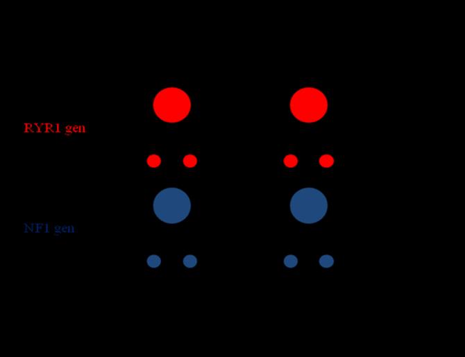 Kontrola obohacení cílové sekvence Hybridization-based capture sequencing-seqcap Model analýzy kontroly