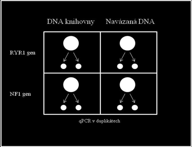 Data QF PCR kontroly obohacení generovaná LightCycler 480 Instrument.