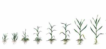 Regulátory růstu PŠENICE OZIMÁ A JARNÍ Jednorázová regulace - vyrovnání a zkrácení porostu - zpevnění bazálních částí Systém regulace - zkrácení a zpevnění porostu - omezení lámání a ohýbání rostlin