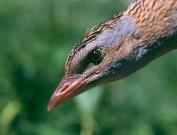 Crexcrex