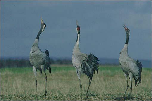 Grus grus
