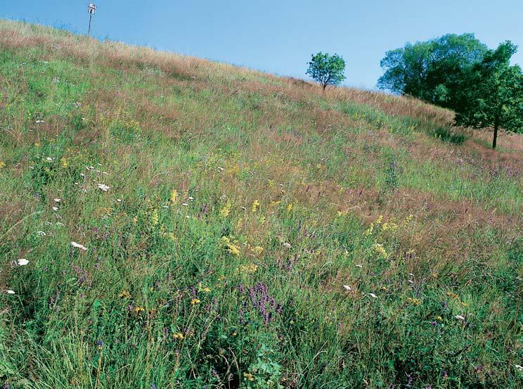 âeskobudûjovicko GEOLOGIE Horninové podloïí tvofií biotitick migmatit flebit-stromatitového typu a leukokratní migmatit (moldanubikum), pfiekryt fluviálními tûrkovit mi písky rissu a soliflukãními