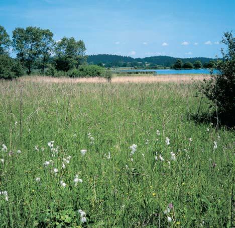 rezervace Kova ínské louky Luãní porosty v plochém údolí bezejmenného potoka arybník Kova ín (7 ha), km severozápadnû od obce Doubravice.