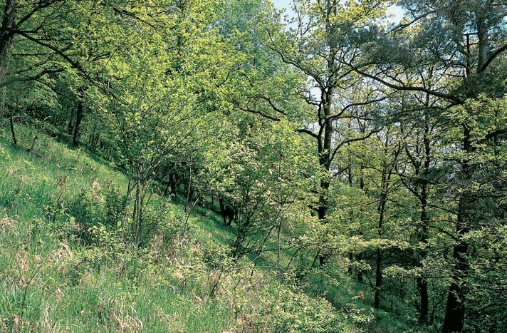 robur), pomûrnû hojné jsou lípa malolistá (Tilia cordata) a borovice lesní (Pinus sylvestris), ménû ãast je jefiáb bfiek (Sorbus torminalis), místy byl vysazen nepûvodní trnovník akát (Robinia