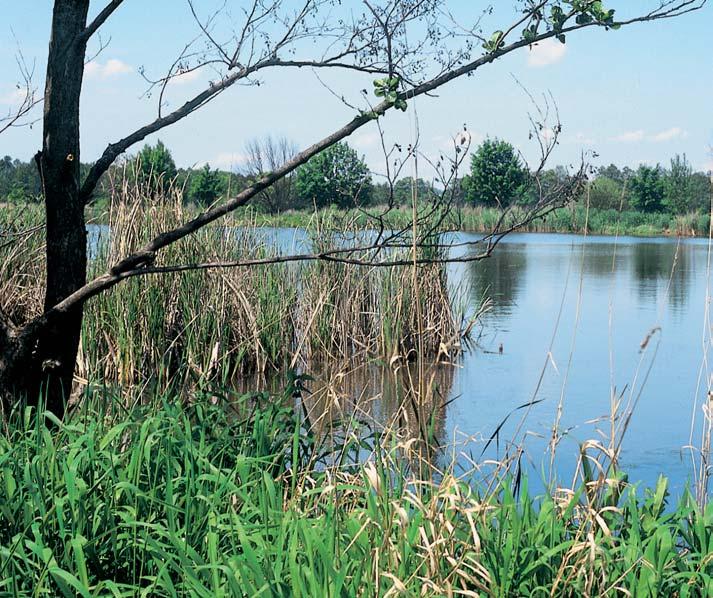 âeskobudûjovicko GEOLOGIE V horninovém podloïí chránûného území se nacházejí terciérní sedimenty, tvofiené jíly, jílovit mi písky a pískovci spodní ãásti mydlovarského souvrství (spodní baden