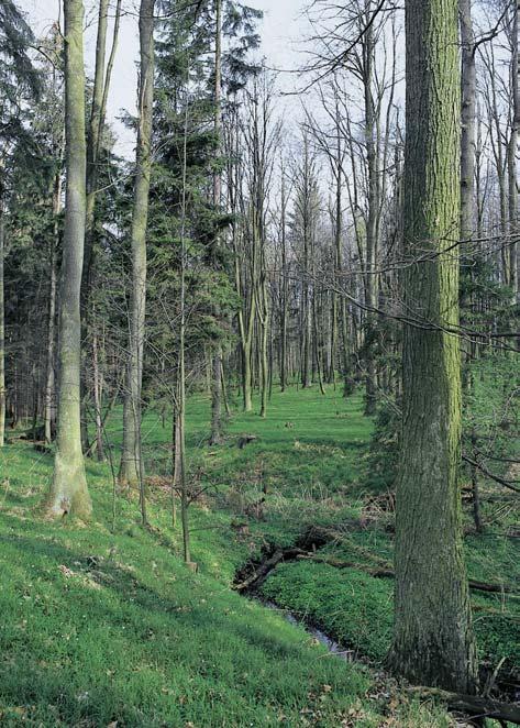 rezervace Míchov Les na mírn ch svazích úvalovitého údolí 0,5 km severoseverozápadnû od osady Sedli tû,,5 km jihov chodnû od obce Mladûjovice.