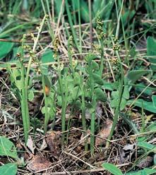 lomikámen zrnat (Saxifraga granulata), jetel pochybn (Chrysaspis dubia), smûlek jehlancovit (Koeleria pyramidata), jitrocel prostfiední (Plantago media), vstavaã obecn (Orchis morio), vratiãka