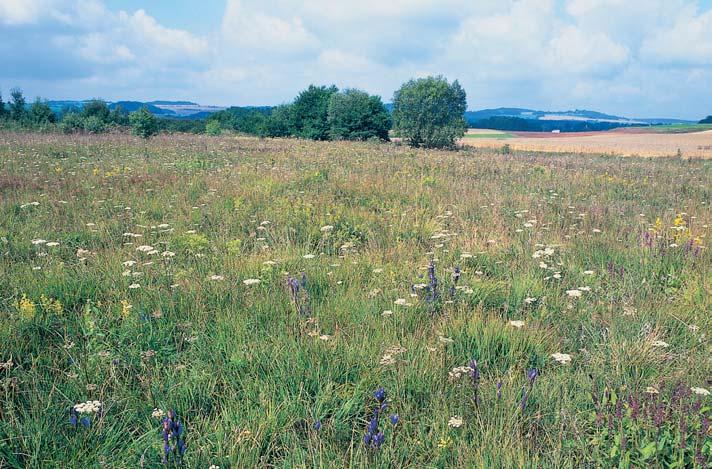 âeskobudûjovicko GEOLOGIE Horninové podloïí je tvofieno granitoidy stfiedoãeského plutonu. Chránûné území leïí na kontaktu mezi biotitick m granodioritem aamfibol-biotitick m granodioritem.